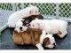 English Bulldog Puppies for sale in Birmingham, AL 35201, USA. price: NA