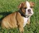 English Bulldog Puppies for sale in 10001 N Davis Hwy, Pensacola, FL 32514, USA. price: NA