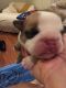 English Bulldog Puppies for sale in Newtown, PA 18940, USA. price: $3,000