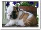 English Bulldog Puppies for sale in Walnut Creek, CA, USA. price: NA