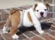 English Bulldog Puppies for sale in Jacksonville, FL, USA. price: NA