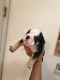English Bulldog Puppies for sale in Visalia, CA, USA. price: NA