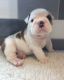 English Bulldog Puppies for sale in Columbia, SC, USA. price: NA