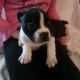 English Bulldog Puppies for sale in Canton, OH, USA. price: $1,199
