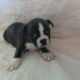 English Bulldog Puppies for sale in Canton, OH, USA. price: NA