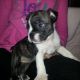 English Bulldog Puppies for sale in Canton, OH, USA. price: $1,199
