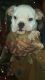 English Bulldog Puppies for sale in Marshall, NC 28753, USA. price: NA
