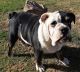 English Bulldog Puppies for sale in Norco, CA 92860, USA. price: NA