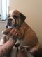 English Bulldog Puppies for sale in Penn Ave, Pittsburgh, PA, USA. price: NA