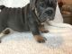 English Bulldog Puppies for sale in Lancaster St, Harrisburg, PA 17111, USA. price: NA