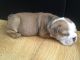 English Bulldog Puppies for sale in Kentucky St, Petaluma, CA 94952, USA. price: $240
