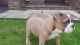 English Bulldog Puppies for sale in Ocala, FL 34470, USA. price: NA