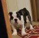English Bulldog Puppies for sale in Hillsboro, OH 45133, USA. price: NA