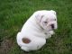 English Bulldog Puppies for sale in Newark, NJ, USA. price: NA