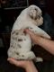 English Bulldog Puppies for sale in Charlotte, NC, USA. price: NA