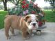English Bulldog Puppies for sale in Albuquerque, NM 87101, USA. price: NA