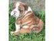 English Bulldog Puppies for sale in California State Route 2, Los Angeles, CA, USA. price: NA