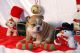 English Bulldog Puppies for sale in Sacramento, CA 94203, USA. price: NA