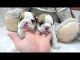 English Bulldog Puppies for sale in Tulsa, OK, USA. price: NA