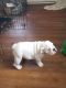 English Bulldog Puppies for sale in Bigelow, MN 56117, USA. price: NA