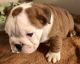 English Bulldog Puppies for sale in Fremont St, Las Vegas, NV, USA. price: NA