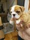 English Bulldog Puppies for sale in Columbus Ave, New York, NY, USA. price: NA