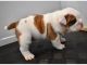 English Bulldog Puppies for sale in TX-121, McKinney, TX, USA. price: NA