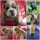 English Bulldog Puppies for sale in Flint Twp, MI, USA. price: NA