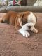 English Bulldog Puppies for sale in FL-535, Orlando, FL, USA. price: NA