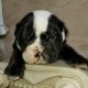 English Bulldog Puppies for sale in Whittier Blvd, Whittier, CA, USA. price: NA