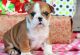 English Bulldog Puppies for sale in Temecula, CA, USA. price: NA
