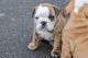 English Bulldog Puppies for sale in Los Andes St, Lake Forest, CA 92630, USA. price: NA