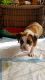 English Bulldog Puppies for sale in Carson, CA, USA. price: NA