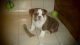 English Bulldog Puppies for sale in Hickory, NC, USA. price: NA