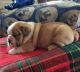 English Bulldog Puppies for sale in Greenville Ave, Dallas, TX, USA. price: NA