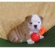 English Bulldog Puppies for sale in New Orleans, LA, USA. price: NA