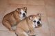 English Bulldog Puppies for sale in California St, San Francisco, CA, USA. price: NA