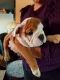 English Bulldog Puppies for sale in Fullerton, CA 92832, USA. price: NA