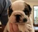 English Bulldog Puppies for sale in North Augusta, SC, USA. price: NA