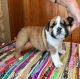 English Bulldog Puppies for sale in Jonesville, MI 49250, USA. price: NA