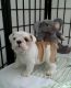 English Bulldog Puppies for sale in Warren, MI, USA. price: $650