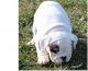 English Bulldog Puppies for sale in NC-54, Burlington, NC 27215, USA. price: NA