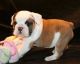 English Bulldog Puppies for sale in Smyrna, GA 30081, USA. price: NA