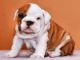 English Bulldog Puppies for sale in NJ-17, Paramus, NJ 07652, USA. price: NA