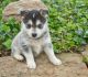 English Bulldog Puppies for sale in Ohio Pike, Amelia, OH 45102, USA. price: $450