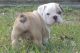 English Bulldog Puppies for sale in Ogden, UT, USA. price: NA
