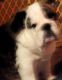 English Bulldog Puppies for sale in Defuniak Springs, FL, USA. price: NA