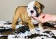 English Bulldog Puppies for sale in Des Moines, IA, USA. price: NA