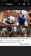 English Bulldog Puppies for sale in Baytown, TX 77521, USA. price: $2,200