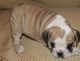English Bulldog Puppies for sale in Fayetteville Rd, Raleigh, NC 27603, USA. price: $400